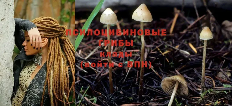 цена   Дюртюли  Псилоцибиновые грибы Psilocybe 